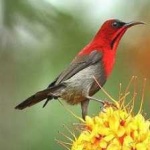 image of bird