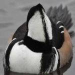 image of bird