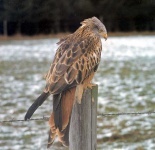 image of kite