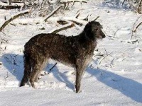 image of scottish_deerhound #18