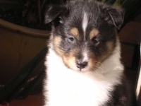 image of shetland_sheepdog
