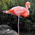 image of bird