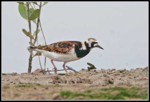 image of ruddy_turnstone