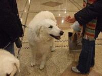 kuvasz