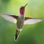 image of bird