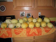 image of spaghetti_squash #3