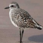 image of bird