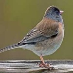 image of bird