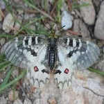 image of animal