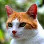 image of animal