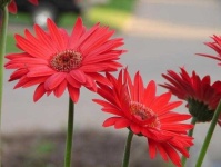image of flower