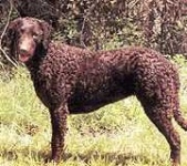 image of curly_coated_retriever