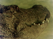 image of animal