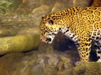image of jaguar_car