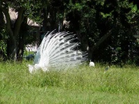 image of american_egret