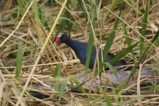 image of european_gallinule
