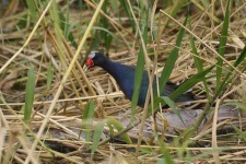 image of european_gallinule #2