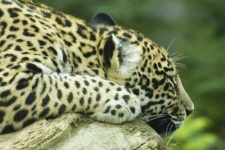 image of jaguar_car
