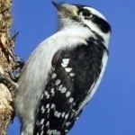 image of bird