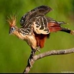 image of bird