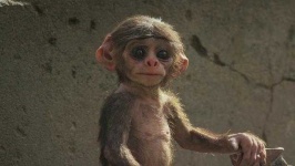 image of monkey #34