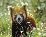 image of lesser_panda #7