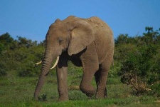 image of animal
