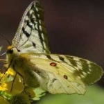 image of animal