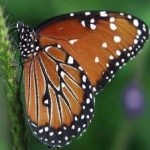 image of animal