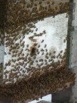 image of apiary #21
