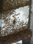 image of apiary