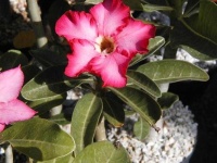 image of flower