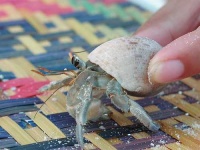 image of hermit_crab
