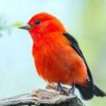 image of bird