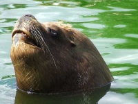image of sea_lion
