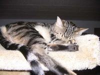 image of egyptian_cat