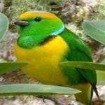 image of bird
