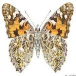 image of painted_butterfly #20