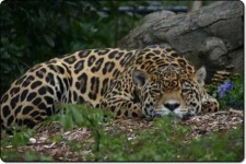 image of jaguar_car
