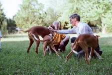 image of ibizan_hound