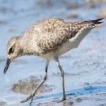 image of bird
