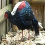 image of bird