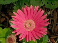 image of flower