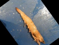 image of fish