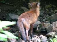 image of red_fox