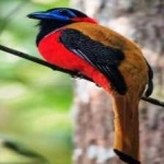 image of red_naped_trogon #8