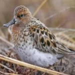 image of bird