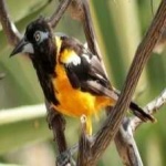 image of bird