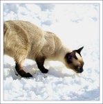 image of siamese_cat #26