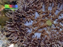 image of sea_anemone